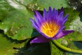 A close up of purple water lily flowers (Nymphaeaceae) blooming in garden pond Royalty Free Stock Photo