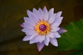 Close up Purple Water Lily Lotus i Royalty Free Stock Photo