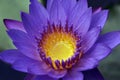 Close-up of purple water lily Royalty Free Stock Photo