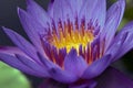 Close-up of purple water lily Royalty Free Stock Photo