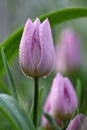 Purple wet tulips Royalty Free Stock Photo