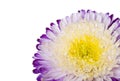 Close-up purple-white aster isolated