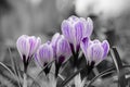 Purple and white crocuses Royalty Free Stock Photo