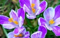 Close up of purple and white crocuses in bloom Royalty Free Stock Photo