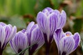 Purple and white crocuses in bloom Royalty Free Stock Photo