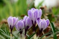 Purple and white crocuses in bloom Royalty Free Stock Photo