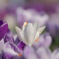 Close up of purple and white crocuses growing in the grass in spring. Photographed at RHS Wisley, Surrey. Royalty Free Stock Photo