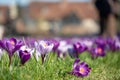 Close up of purple and white crocuses growing in the grass in spring. Photographed at RHS Wisley, Surrey. Royalty Free Stock Photo
