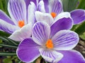 Close-up of purple and white crocuses Royalty Free Stock Photo