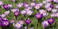 Close up of purple and white crocuses photographed in spring growing in the Conifer Lawn at RHS Wisley garden in Surrey, UK. Royalty Free Stock Photo