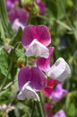 Close-up of purple and white flowering sweet peas Royalty Free Stock Photo
