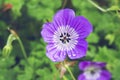 Close-up of purple and white Geranium flower with raindrops.