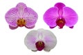 Close up of purple and white orchids, beautiful Phalaenopsis streaked orchid flowers isolated on white background Royalty Free Stock Photo
