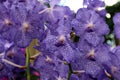 Close Up of Purple and White Vanda Orchid Flowers Royalty Free Stock Photo