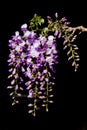 Close up purple and white wisteria