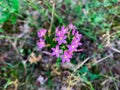 Close up purple wildflower of Common centaury also known as European centaury and Centaurium erythraea. Royalty Free Stock Photo