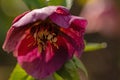 close up of a purple winterrose Royalty Free Stock Photo