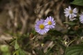 Beautiful purple and yellow argyranthemum frutescens marguerita daisy Royalty Free Stock Photo