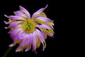 Close up of a purple yellow gerber daisy flower with dew drops on dark background Royalty Free Stock Photo