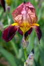 Close-up of purple-yellow iris blatant flower in the spring garden