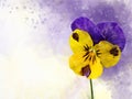 Close-up of purple and yellow pansy flower in watercolor. Botanical illustration for greeting card Royalty Free Stock Photo