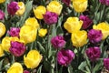 Close up Purple and yellow tulip bed in Spring Royalty Free Stock Photo