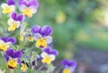 Close-up of purple and yellow violas blooming in spring garden