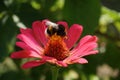 Close up of purple Zinnia flower . white Zinnia flower in the garden.