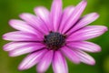 close up of a purples flower with blurred background, wallpaper Royalty Free Stock Photo