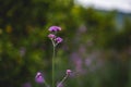 Close up purpletop vervain flower with blur nature Royalty Free Stock Photo