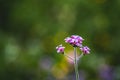 Close up purpletop vervain flower with blur nature Royalty Free Stock Photo