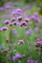 Close up purpletop vervain flower with blur nature Royalty Free Stock Photo