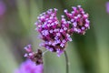 Purpletop vervain verbena bonariensis