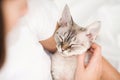 Close up of purring Devon Rex kitty in owners arms, white color background, selective focus Royalty Free Stock Photo