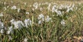 Close-up of puschkinia flowers in a meadow