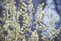 Close up of pussy willow branches with catkins on blue sky background, spring Easter background Royalty Free Stock Photo