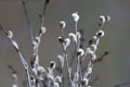 Close up of pussy willows as a spring symbol Royalty Free Stock Photo