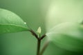 Close up green laeves background Royalty Free Stock Photo