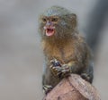 Close up of a Pygmy Marmoset Royalty Free Stock Photo