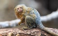 Close up of a Pygmy Marmoset Royalty Free Stock Photo