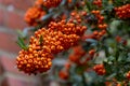 Pyracantha Saphyr Orange Royalty Free Stock Photo