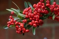 Pyracantha Saphyr Red