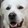 Close-Up of Pyrenean Mountain Dog Puppy Eyes Mouth Open