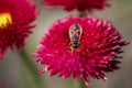 Bug on a flower Royalty Free Stock Photo