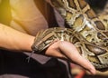 Close up python bivittatus or burmese python snake Royalty Free Stock Photo