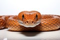 close up of a python Corn snake on isolated white background Royalty Free Stock Photo