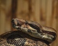Close-up of a python sliding on a tree. A photo of a reticulated python head in profile view. Royalty Free Stock Photo