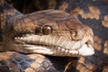 Close-up of python snake Royalty Free Stock Photo