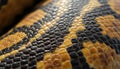Close-up on python snake skin, showing natural yellow and black scale pattern. Macro detail reveals texture and coloration of Royalty Free Stock Photo