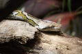 Close up of python snakes head Royalty Free Stock Photo